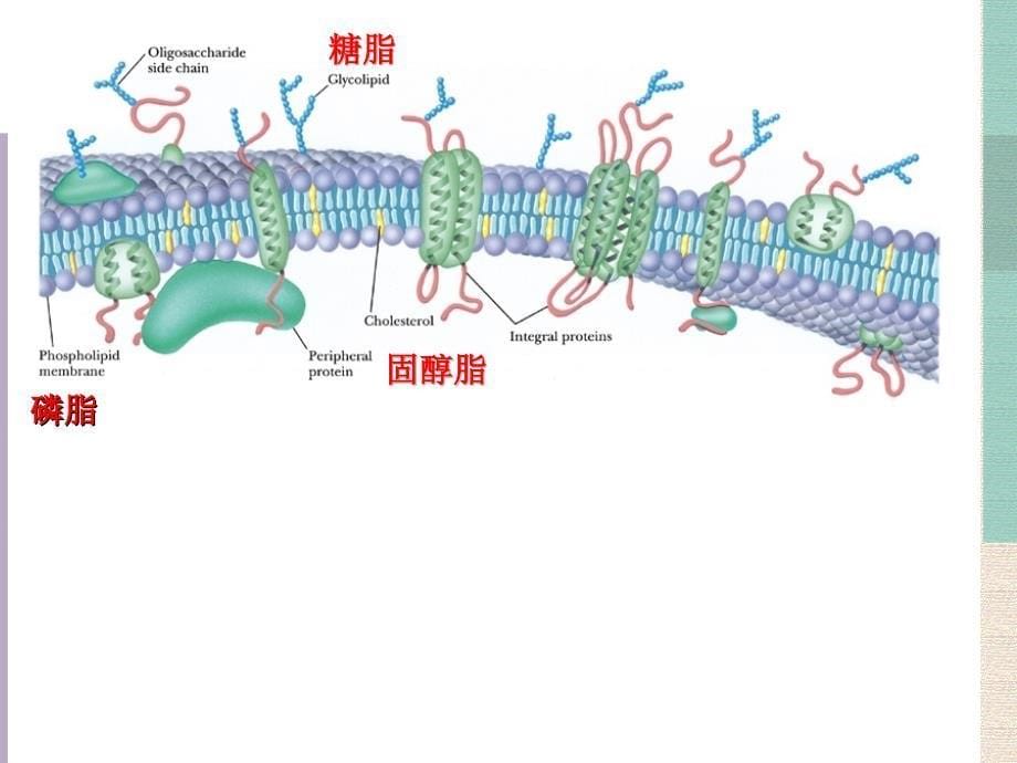 生物化学：第六章 脂类代谢_第5页