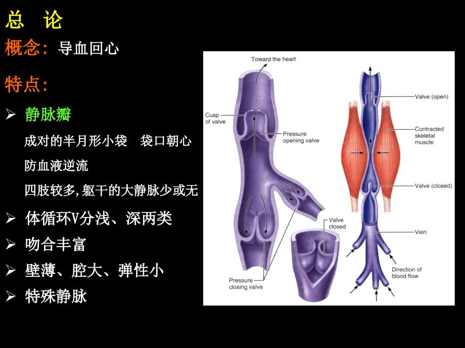 系统解剖学：静脉（上课用）_第4页