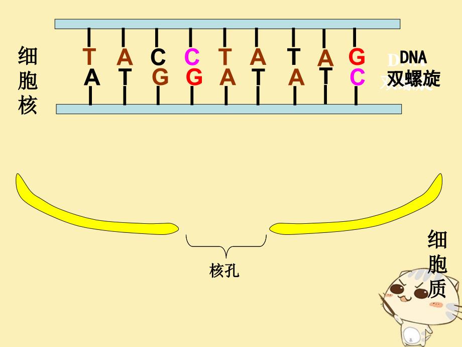 山东省沂水县高中生物 第四章 基因的表达 4.1 基因指导蛋白质的合成课件 新人教版必修2_第4页