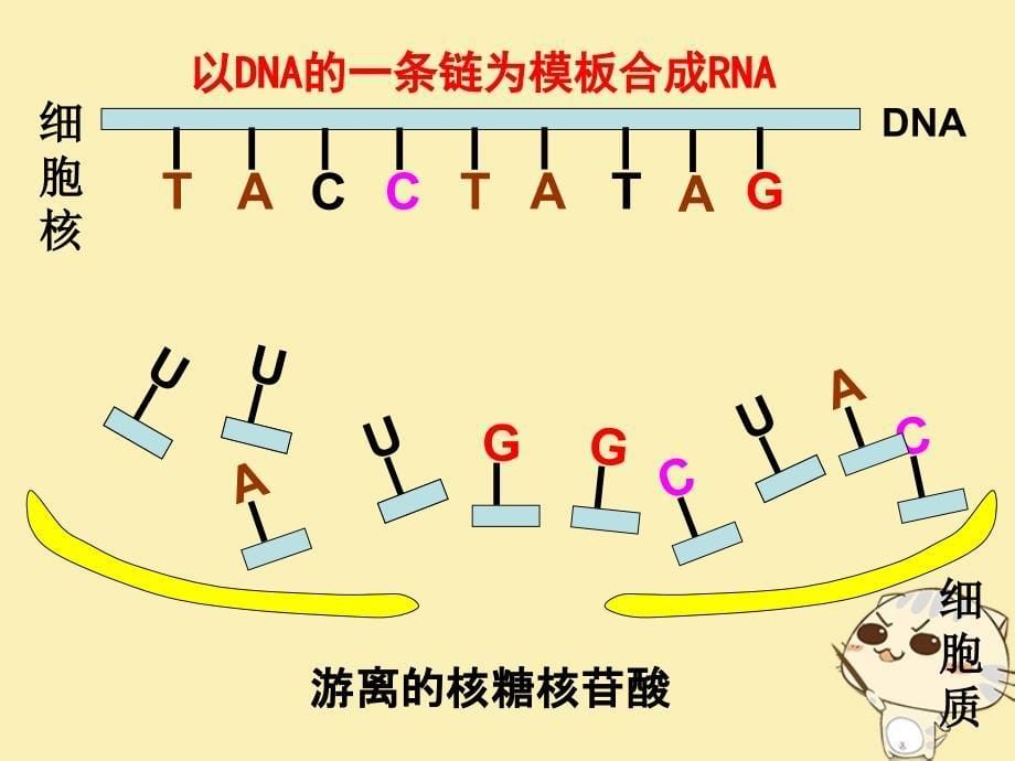 山东省沂水县高中生物 第四章 基因的表达 4.1 基因指导蛋白质的合成课件 新人教版必修2_第5页