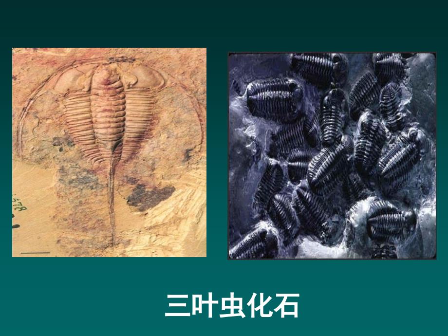 《生物进化的历程》PPT课件_第4页