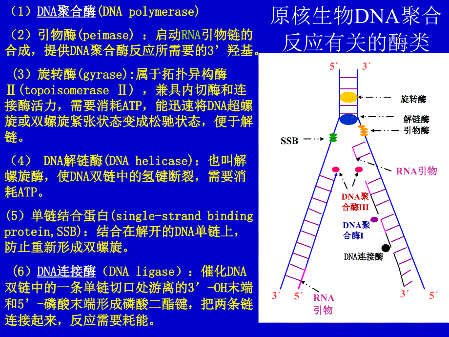 生物化学要点_第4页