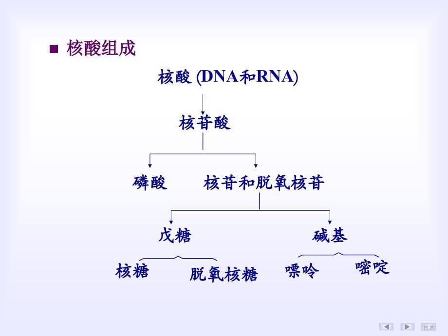 生物化学与分子生物学：第2章核酸的结构与功能_第5页