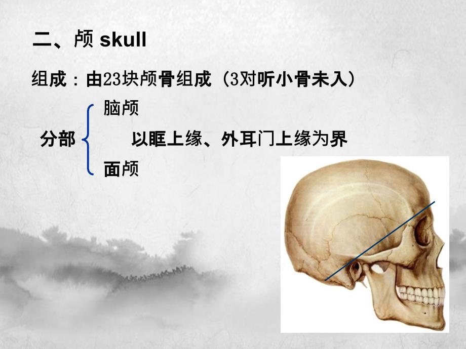 系解颅骨课件_第3页