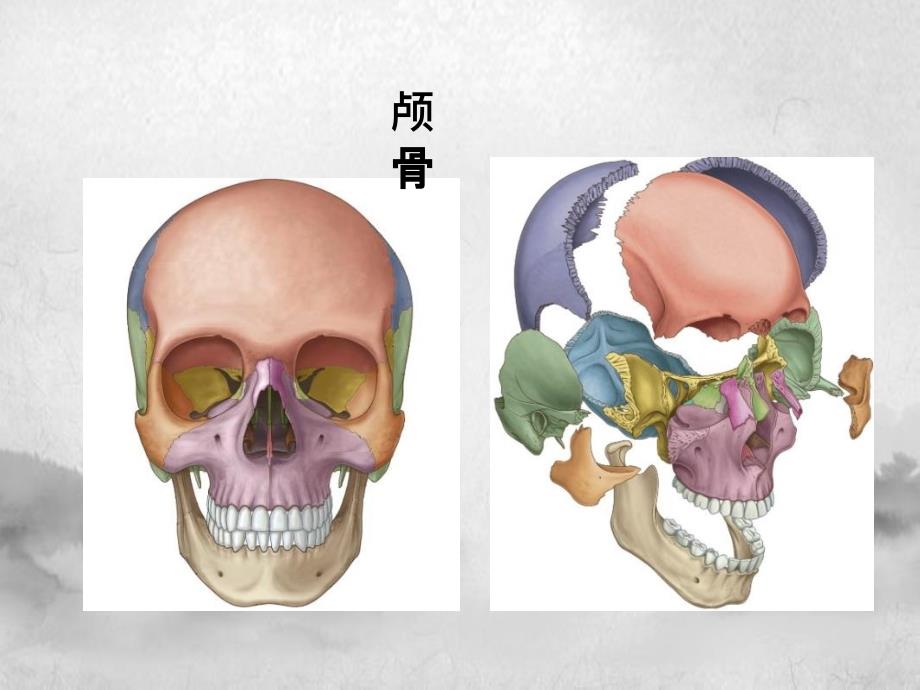 系解颅骨课件_第4页