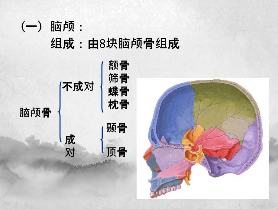 系解颅骨课件_第5页