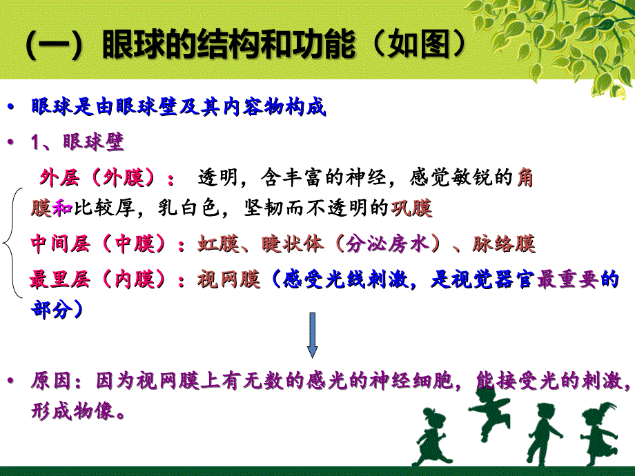 第八节感觉器官课件_第3页