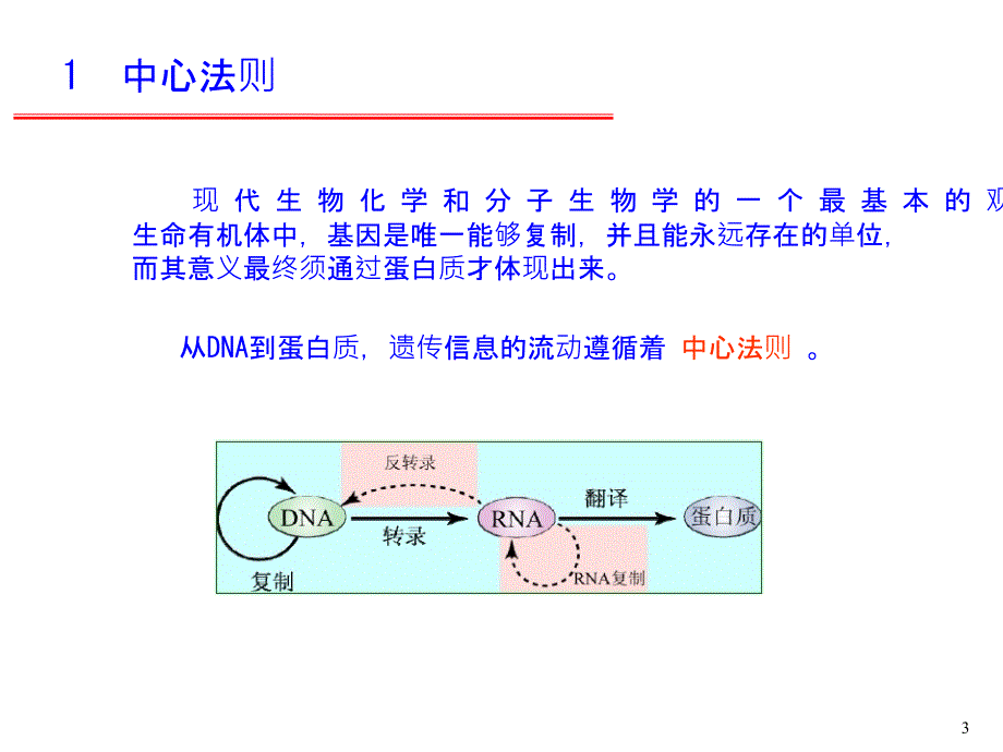 11DNA的生物合成复制.ppt课件_第1页