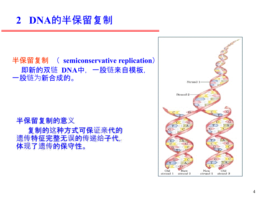 11DNA的生物合成复制.ppt课件_第2页