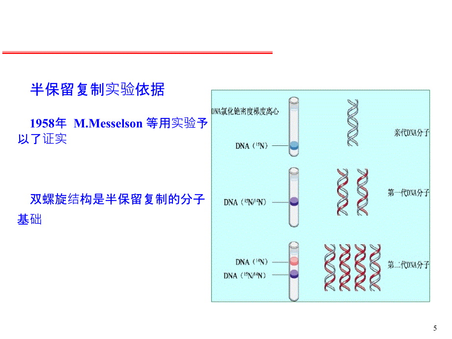 11DNA的生物合成复制.ppt课件_第3页