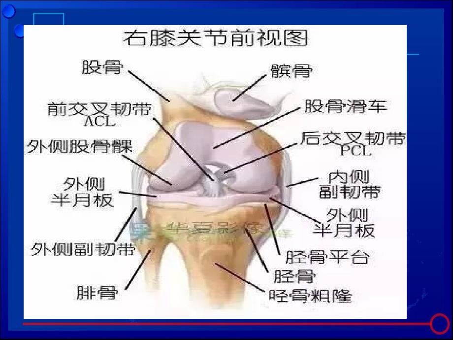 膝关节骨性关节炎诊治ppt课件_第4页