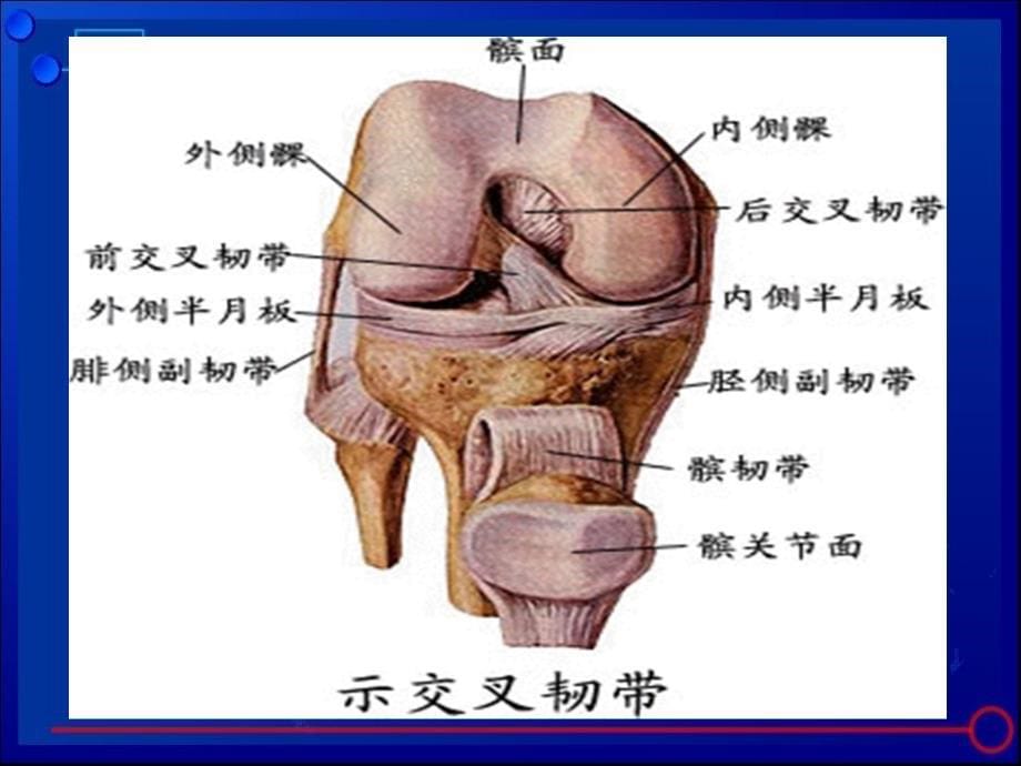 膝关节骨性关节炎诊治ppt课件_第5页