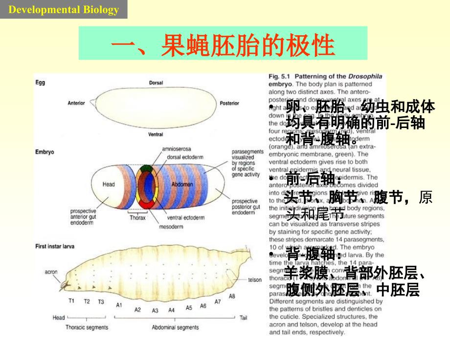 果蝇躯体模式建立的机制课件_第2页