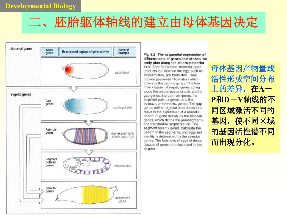 果蝇躯体模式建立的机制课件_第3页