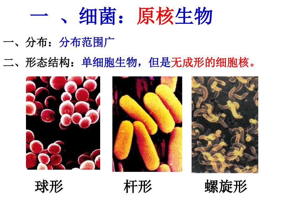 初二生物细菌真菌和病毒复习_第3页