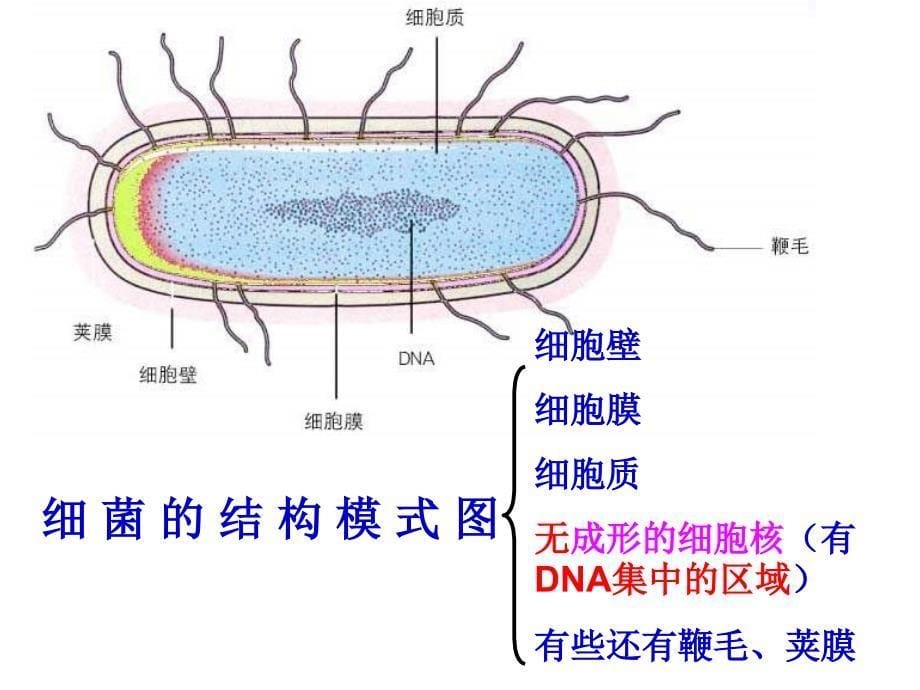 初二生物细菌真菌和病毒复习_第5页