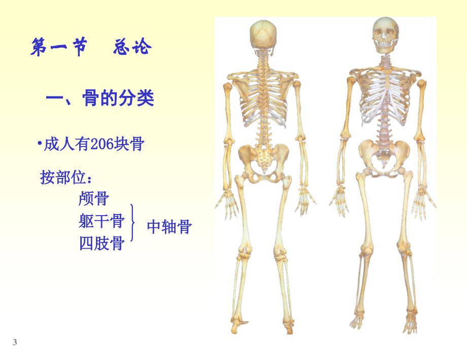 人体解剖实验说课讲解_第3页