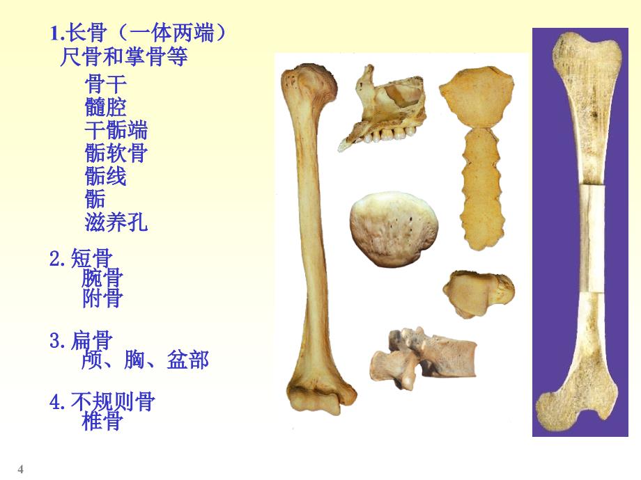 人体解剖实验说课讲解_第4页