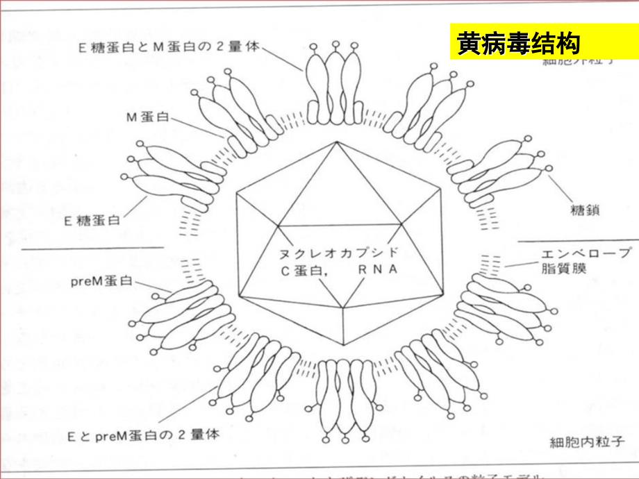 医学微生物学课件：虫媒病毒_第3页