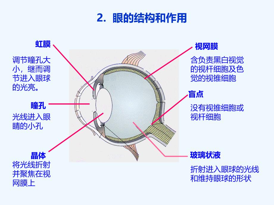 眼睛健康知识课件_第4页