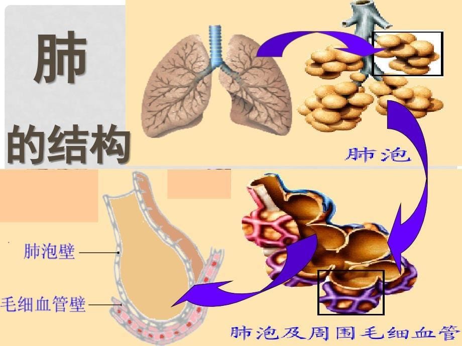 云南省曲靖市麒麟区第七中学七年级生物下册 第二节《发生在肺内的气体交换》课件 新人教版_第5页