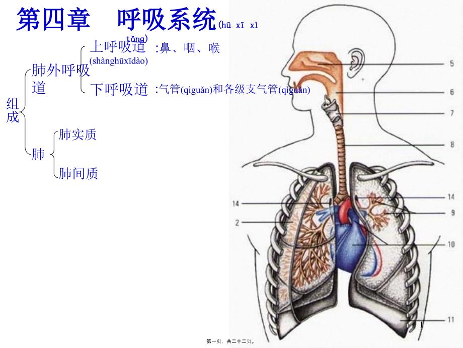 医学专题—呼吸系统-肺外呼吸道12427_第1页