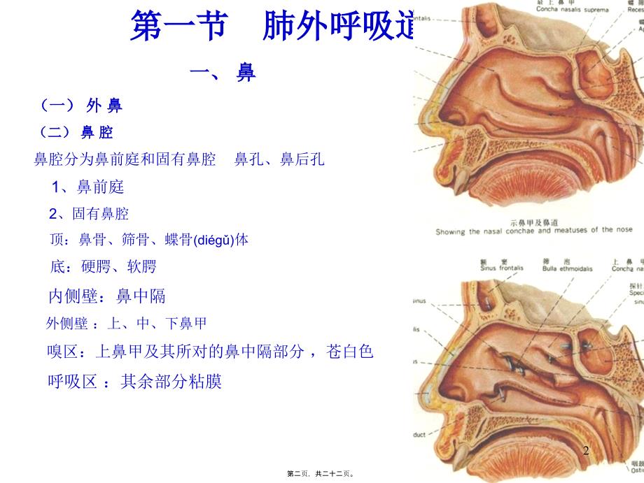 医学专题—呼吸系统-肺外呼吸道12427_第2页