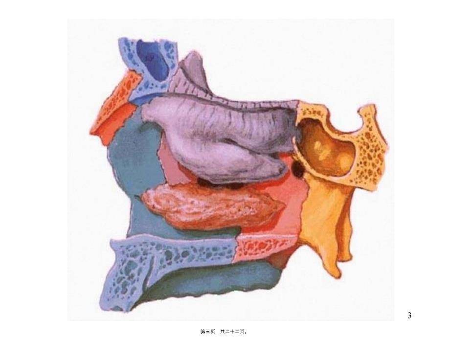 医学专题—呼吸系统-肺外呼吸道12427_第3页