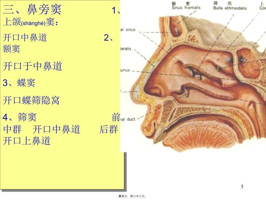 医学专题—呼吸系统-肺外呼吸道12427_第5页