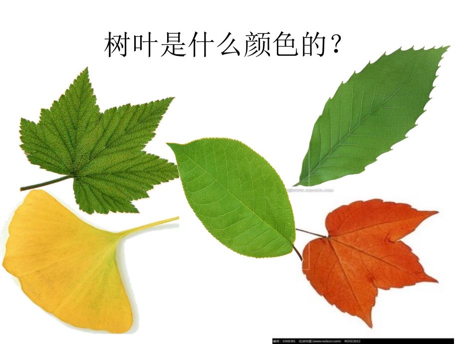 教科版科学三年级——植物的叶_第2页