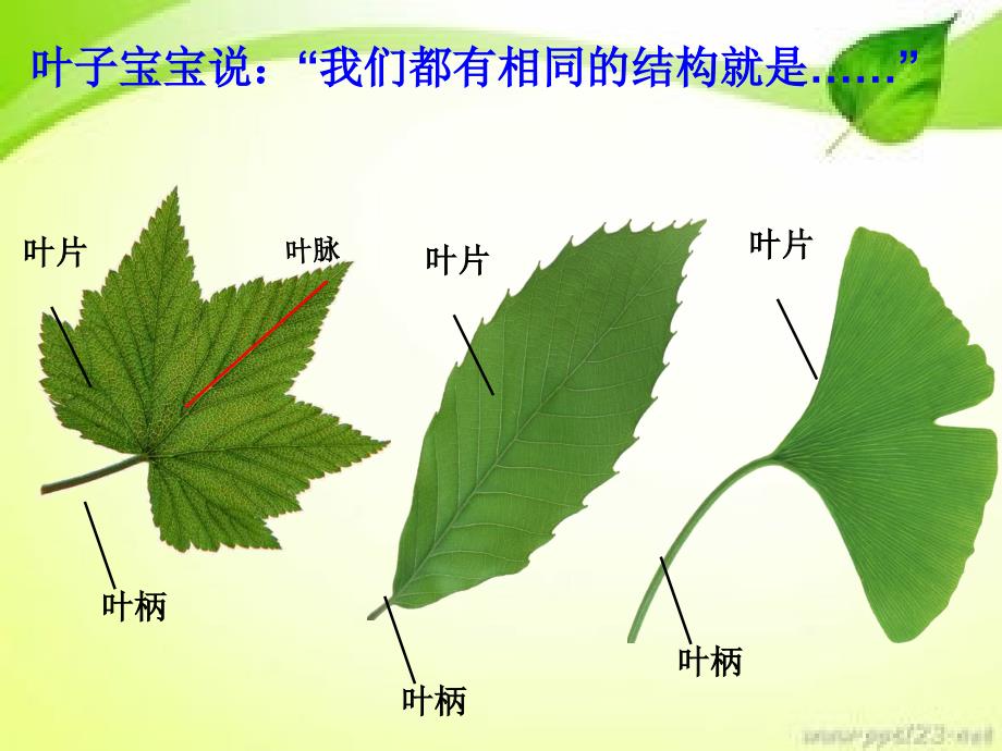 教科版科学三年级——植物的叶_第4页