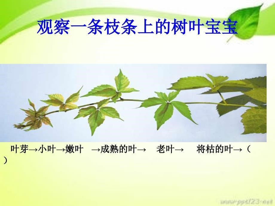 教科版科学三年级——植物的叶_第5页