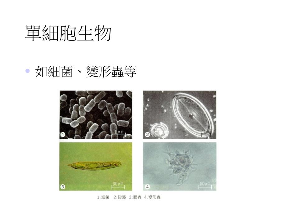 第七章生物学与生命科学课件_第4页