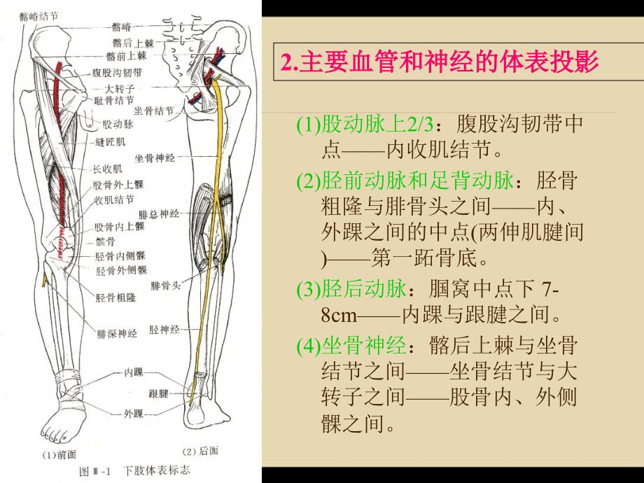 断层解剖学-下肢.ppt_第3页