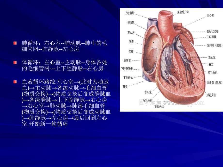 培训资料先天性心脏病的介入术护理文档资料_第1页