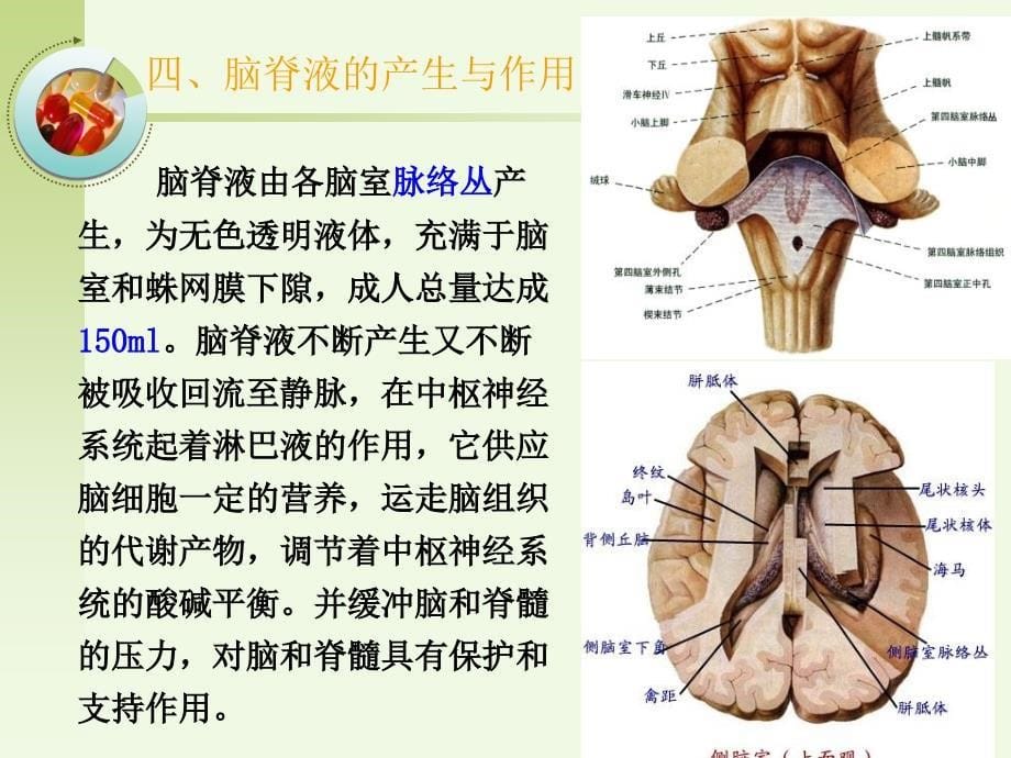 脑积水护理查房概述_第5页