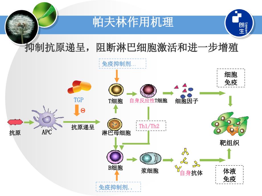 帕夫林临床应用探讨PPT文档_第2页