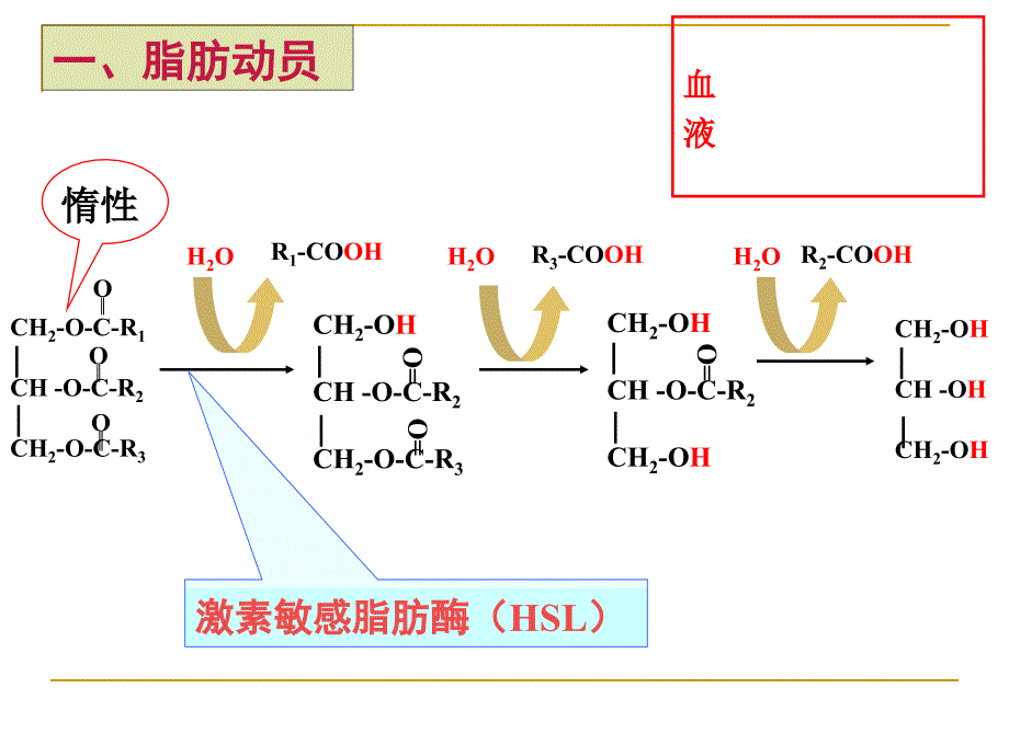 《生物化学复习》PPT课件_第2页