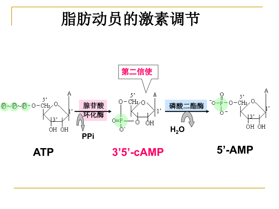 《生物化学复习》PPT课件_第3页