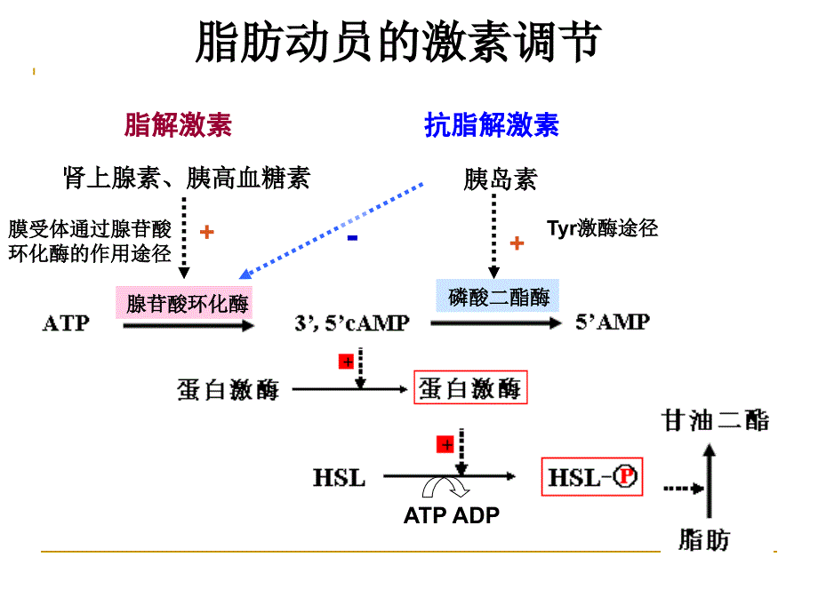 《生物化学复习》PPT课件_第4页