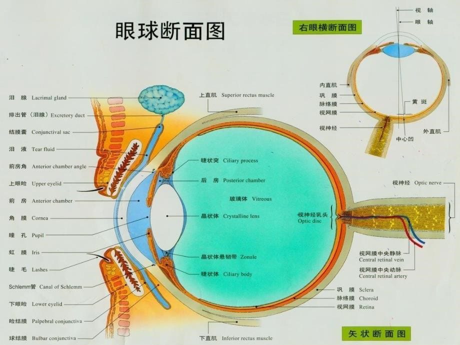 《白内障手术护理》PPT课件.ppt_第5页