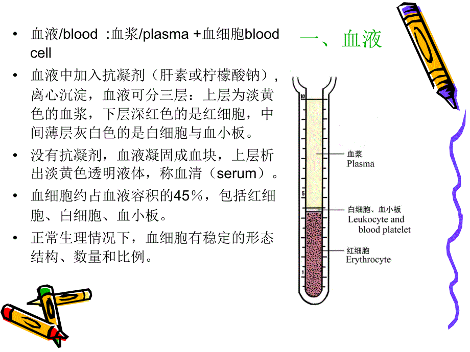 组织学与胚胎学：05-血液和淋巴_第2页