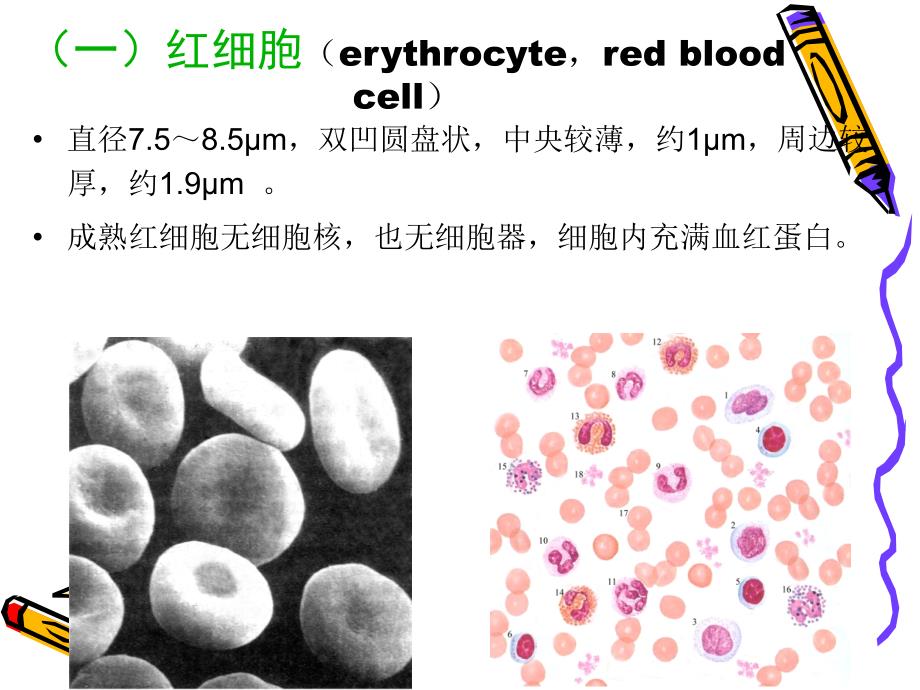 组织学与胚胎学：05-血液和淋巴_第4页