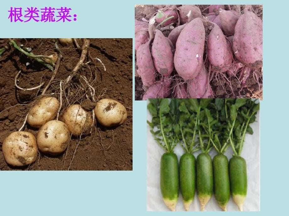 有营养的蔬菜_第5页