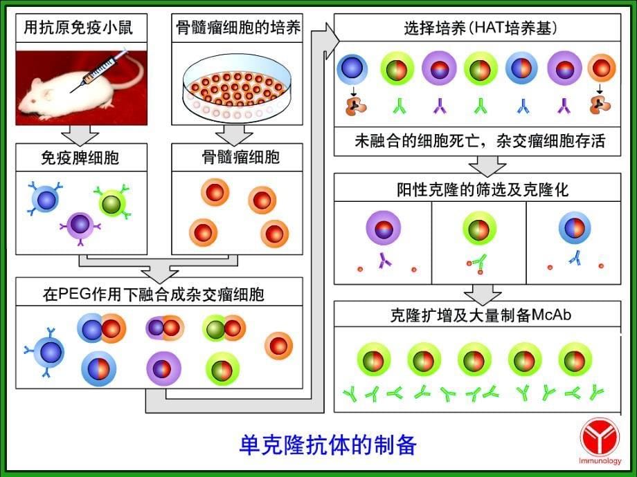 高中生物《克隆技术》课件浙江版选修三第一节(729)_第5页