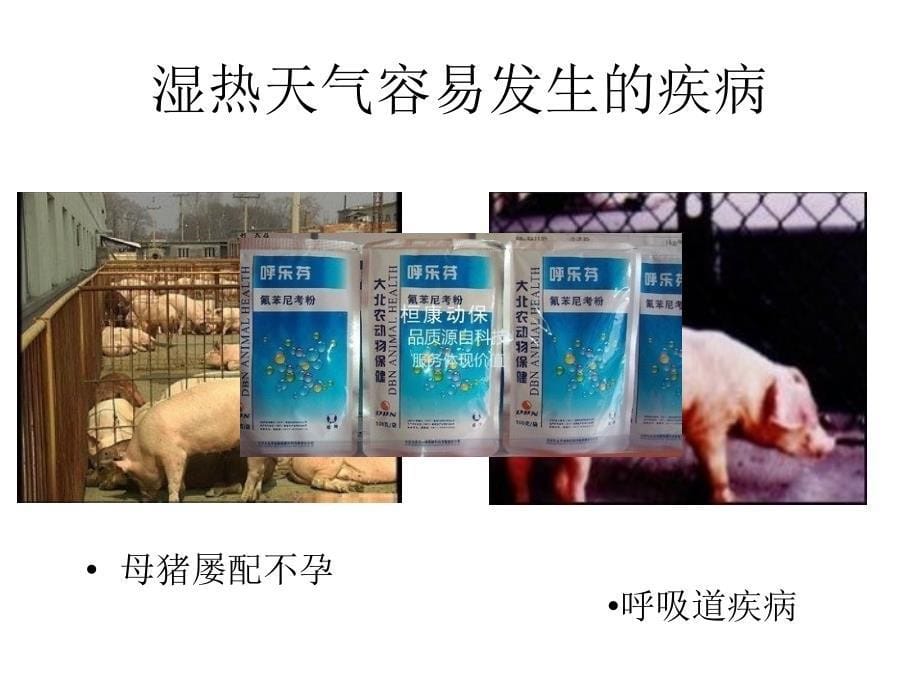 母猪饲养注意事项_第5页