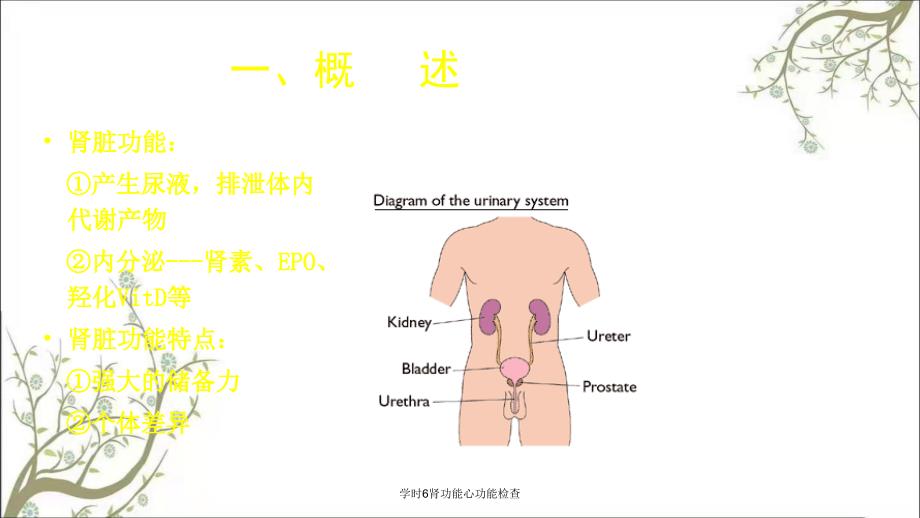 学时6肾功能心功能检查_第3页