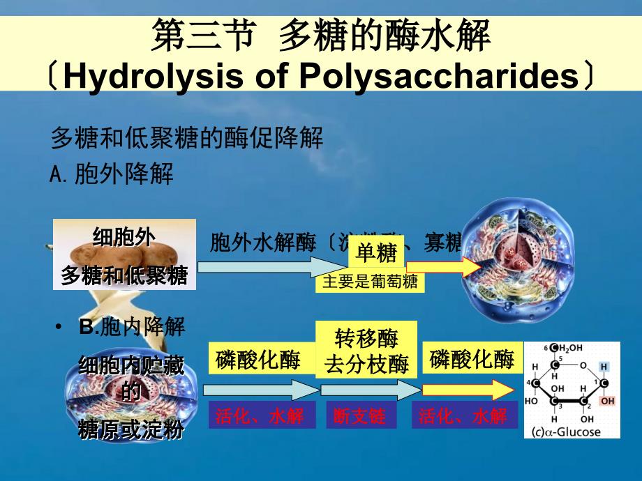 第六章3糖代谢江大生化食品ppt课件_第1页