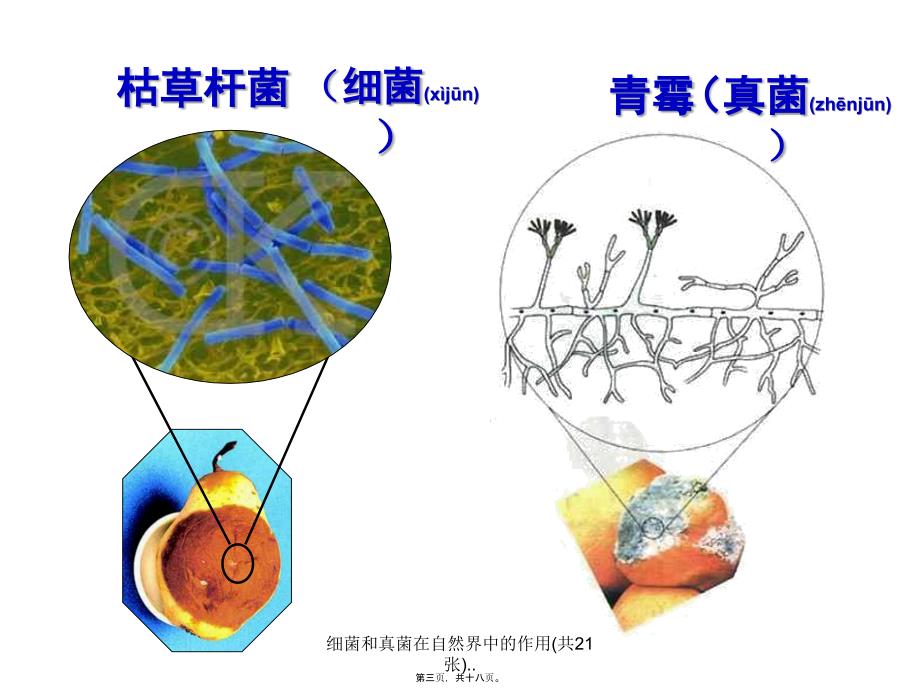 细菌和真菌在自然界中的作用共21张.课件_第3页