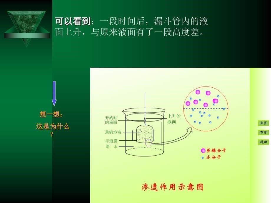 植物细胞失水和吸水的条件外界溶液浓度﹥细胞液浓度课件_第5页